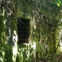 Ein Lost Place im Urwald