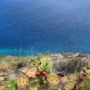 Bunte Kakteenwelt an einem Steilhang vor dem Atlantik