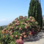 Casa Evelina - ... Blumen ...