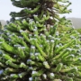 Den Weihnachtsbaum hat die Natur mal blau geschmückt