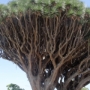 Die zwei höchsten Drachenbäume La Palma's (15m) in Brena Alta (Dragos Gemelos)