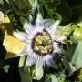 Puntagordia - Passionsblume