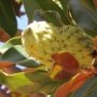 Puntagordia - Ficus elastica (Gummibaum)